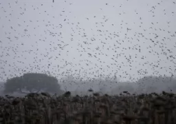 December Hunting Report