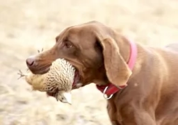 Pointer membership