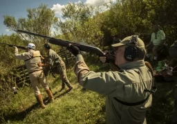 Going South to Hunt All the Birds